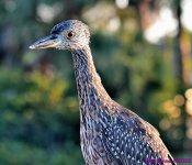 DSC_8432_001.JPG