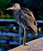 DSC_8446_001_01.JPG