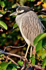 DSC_8459_001.JPG