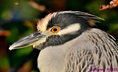 DSC_8469_001.JPG