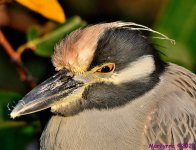 DSC_8471_001.JPG