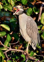 DSC_8473_001.JPG