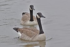 560_0159R_L_cr_sm.jpg