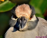 DSC_8488_001.JPG