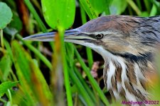 DSC_8521_001.JPG