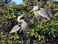 DSC_8528_001.JPG