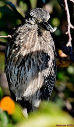 DSC_8534_001.JPG
