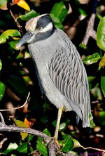 DSC_8546_001.JPG