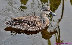 DSC_8560_001.JPG