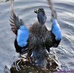 DSC_8565_001.JPG