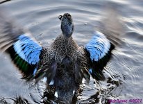 DSC_8566_001.JPG