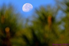 DSC_8593_001.JPG