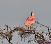 DSC_8598_001.JPG