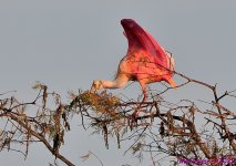 DSC_8601_001.JPG