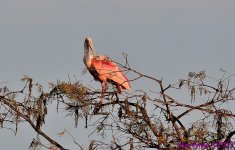DSC_8603_001.JPG