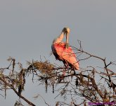 DSC_8607_001.JPG
