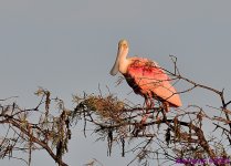 DSC_8609_001.JPG