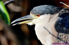 DSC_8649_001.JPG