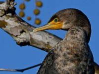 Cormorant3.jpg