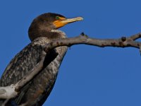 Cormorant4.jpg