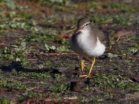 SpottedSandpiper5.jpg