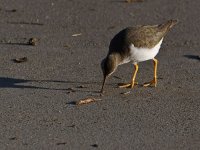SpottedSandpiper3.jpg