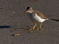 SpottedSandpiper4.jpg