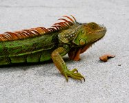 Iguana Male.JPG