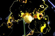 Universe in a Flower.jpg