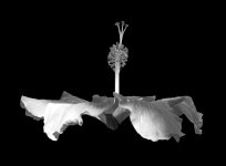Sideways Hibiscus floating in black2.jpg