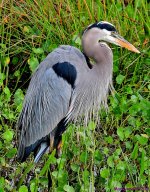 DSC_8699_001.JPG