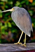 DSC_8736_001.JPG
