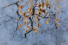 Winterleaves.jpg