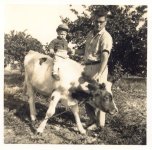 Cow's That2.jpg