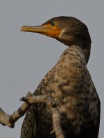 Cormorant4.jpg