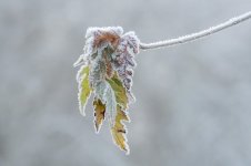 FrozenL.jpg