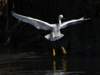 Egret8.jpg