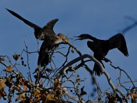 Cormorant3.jpg