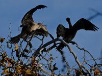 Cormorant.jpg