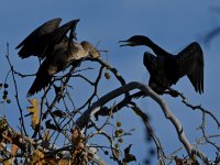 Cormorant2.jpg