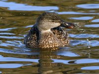 Mallard.jpg