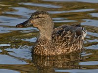 Mallard4.jpg