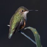 Hummer4.jpg
