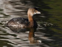 Grebe3.jpg