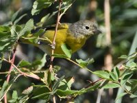 NashvileWarbler.jpg