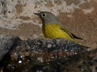 NashvileWarbler6.jpg
