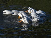 Pelican4.jpg