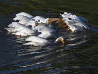Pelican7.jpg