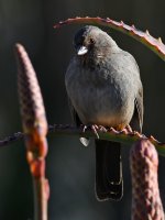 Towhee2.jpg