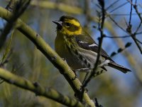 TownsendWarbler3.jpg